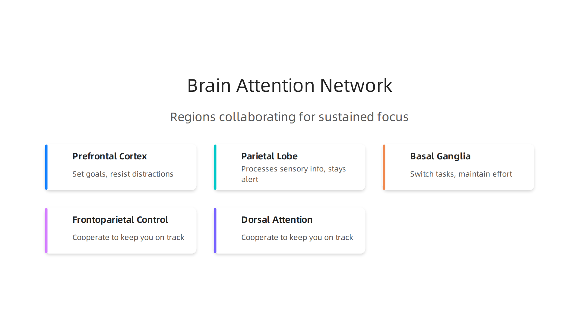 Key brain regions that collaborate to form your attention network and support sustained focus.