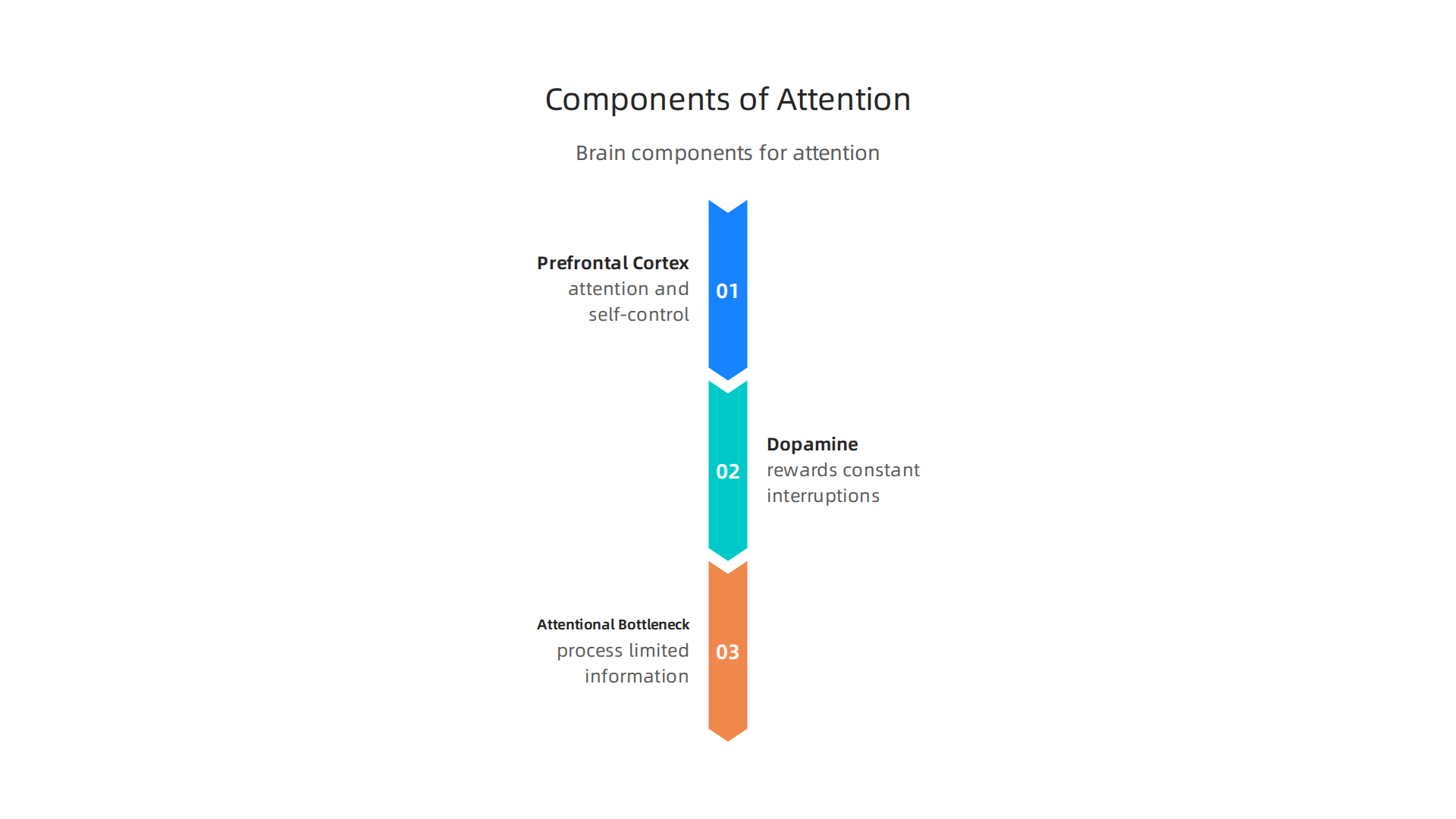 Key brain components and their roles in managing attention and susceptibility to distraction.
